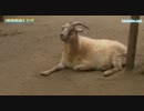 【動物動画】ヤギ