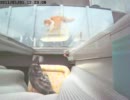 しゃべる猫　「なによ～」　２