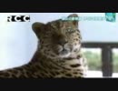 福山の動物園　好調