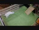 白ウサギ、ごろ寝に失敗する