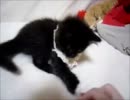 黒猫ファジー★肉球ぺしぺし