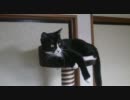 新キャットタワーにのぼり、満足する猫