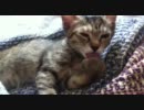 起きたばかりの仔猫