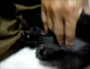 黒猫ファジー★嘘泣き