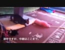 仔猫とバイキンマンの戦い
