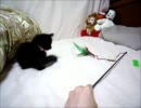 黒猫ファジー★羽根で遊ぶ