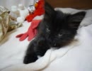 黒猫ファジー★子猫でもちゃんと爪のお手入れ