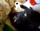 黒猫ファジー★ダッフィーちゃんの紐