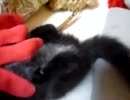 黒猫ファジー★おしり動画