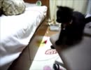 黒猫ファジー★ジャンプ特訓