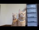 うち猫が可愛すぎてつらいp8
