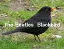 【ベース】The Beatles「Blackbird」【弾いてみた】