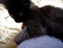 黒猫ファジー★イタイ