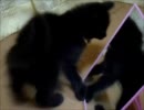 黒猫ファジー★鏡で遊ぶ