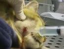 猫の膿みを搾り出す