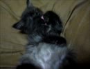 黒猫ファジー★ねむねむ毛づくろい