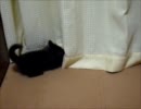 黒猫ファジー★カーテンで遊ぶ