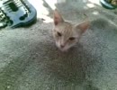 寝ている猫を砂に埋める遊び