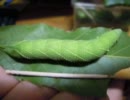 クチバスズメちゃんの幼虫34