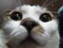 【実況プレイ】猫と一緒に東方の脱出ゲーム実況 part3