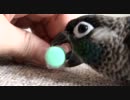 チビの開ける芸