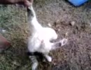 持ち上げると固まる猫