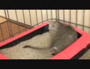 立ったままウ◯チする猫