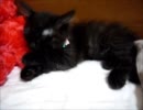 黒猫ファジー★仔猫の毛づくろい