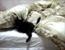 黒猫ファジー★しっぽで遊ぶ＋おまけ