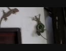 蛇につかまった仲間を必死に救おうとするヤモリ