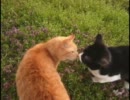 ～きょうもあしたも、ねこねこ動画１６～　おらほの猫ら・プチ　