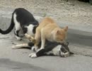 死んだ猫と交尾しようとするアホな猫ちゃん