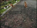 ～きょうもあしたも、ねこねこ動画17.5～　おらほの猫ら・プチ　