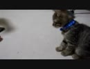 wiiと子猫