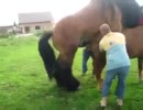 馬の交尾