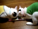 牛柄猫家族３２ ～１００円ショップ謹製爪とぎ争奪戦～