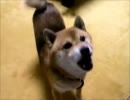 柴犬（ヤマト）が吠えてるだけの動画