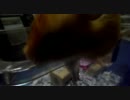 《ハムスター》Hamster escape