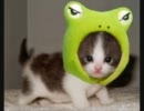 【猫好きな俺が選抜するねこねこ動画】