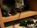 不法侵入猫