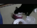 １週間猫缶を我慢した猫【その２】