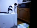 策士なねこｗｗ