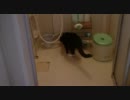 恐怖のバスルームに自ら足を踏み入れる猫【前編】