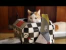 きょうもあしたも、ねこねこ動画２３