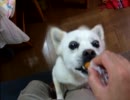 スモークチーズを食べる犬