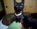 黒猫ファジー★背中のぼり