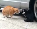 反ＴＰＰ猫