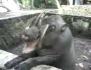 【魔物】ちょっとかわいい【バビルサ】