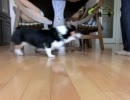 散歩が楽しみすぎるコーギー