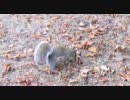 りすりす動画